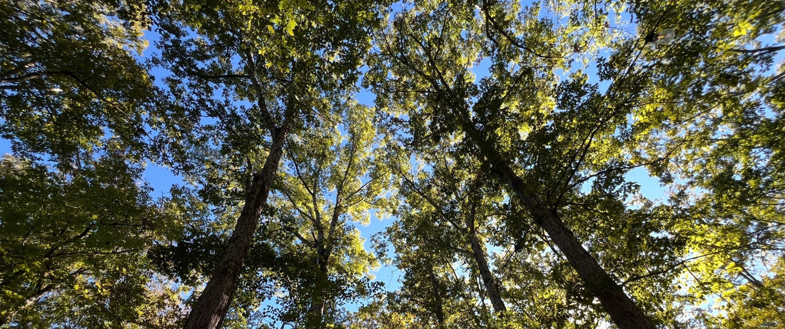 Behind the Design: The Oak Grove Where Our Crosses Are Crafted